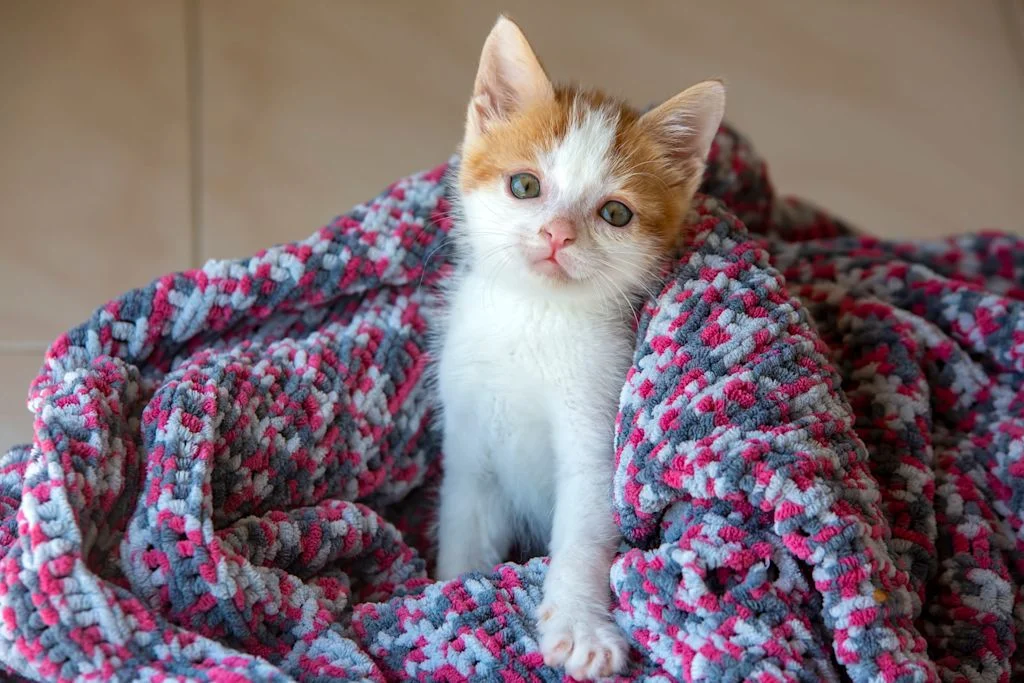 Chaton malade