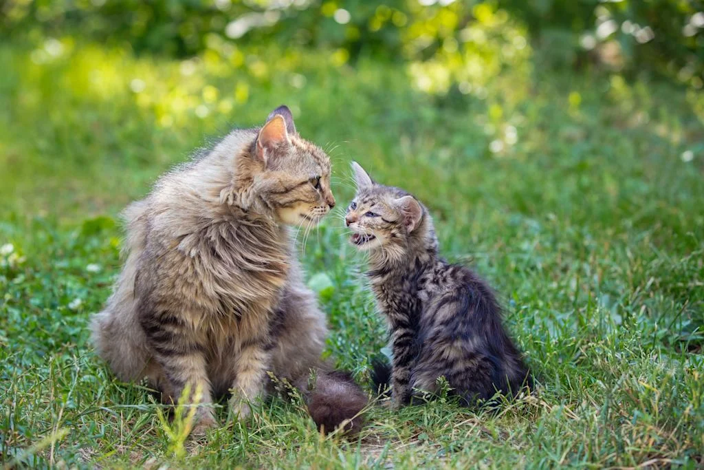 Chaton sevré
