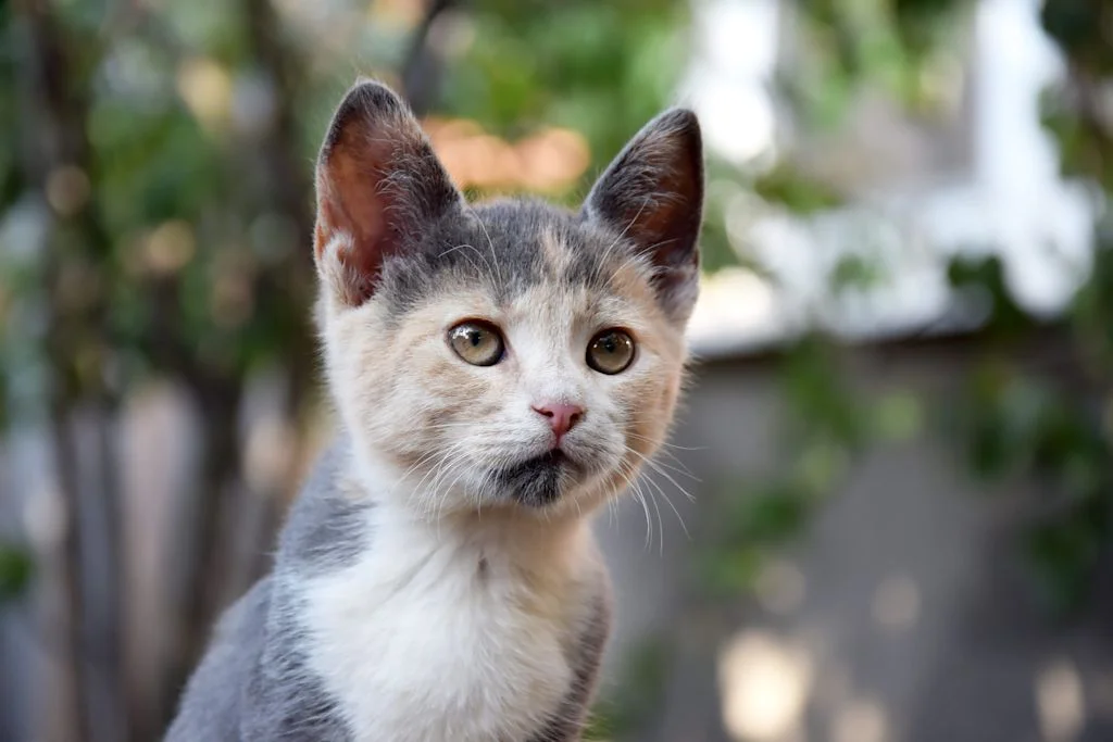 Chaton tricolore