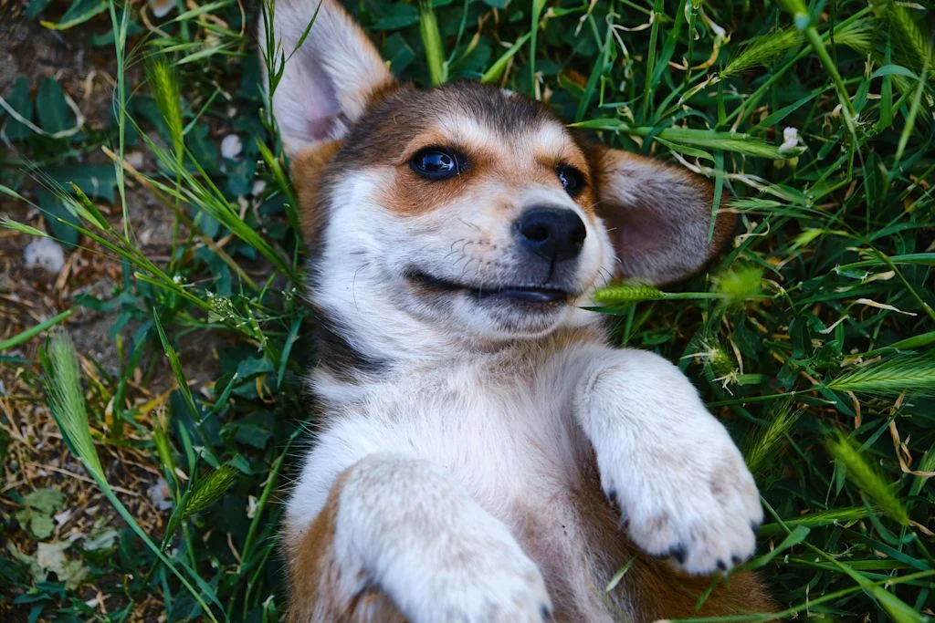 Chiot de 3 mois