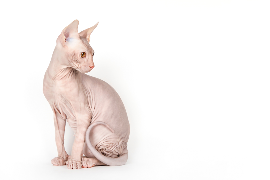 Sphynx