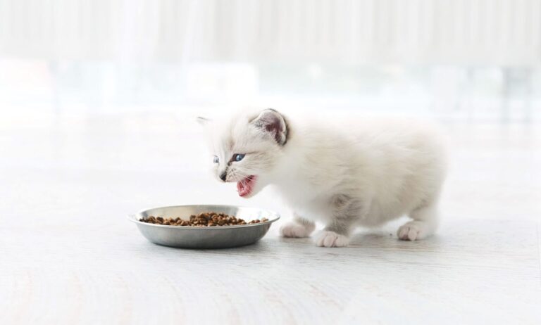 Comment accompagner le sevrage d’un chaton ?