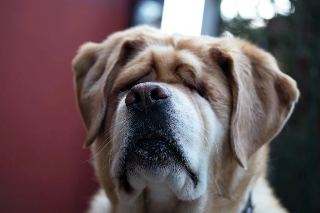 Chien aveugle