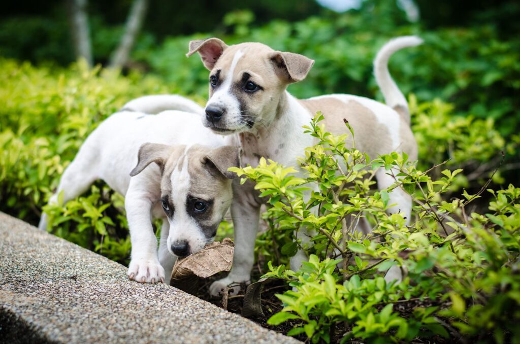 Quand et comment donner un vermifuge à un chiot ?