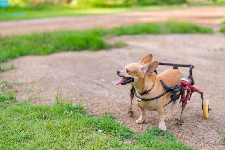 Comment vivre avec un chien handicapé au quotidien ?