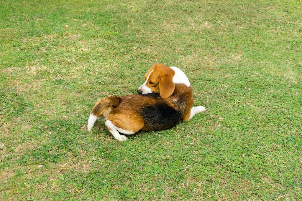 Syndrome de la queue morte chez le chien