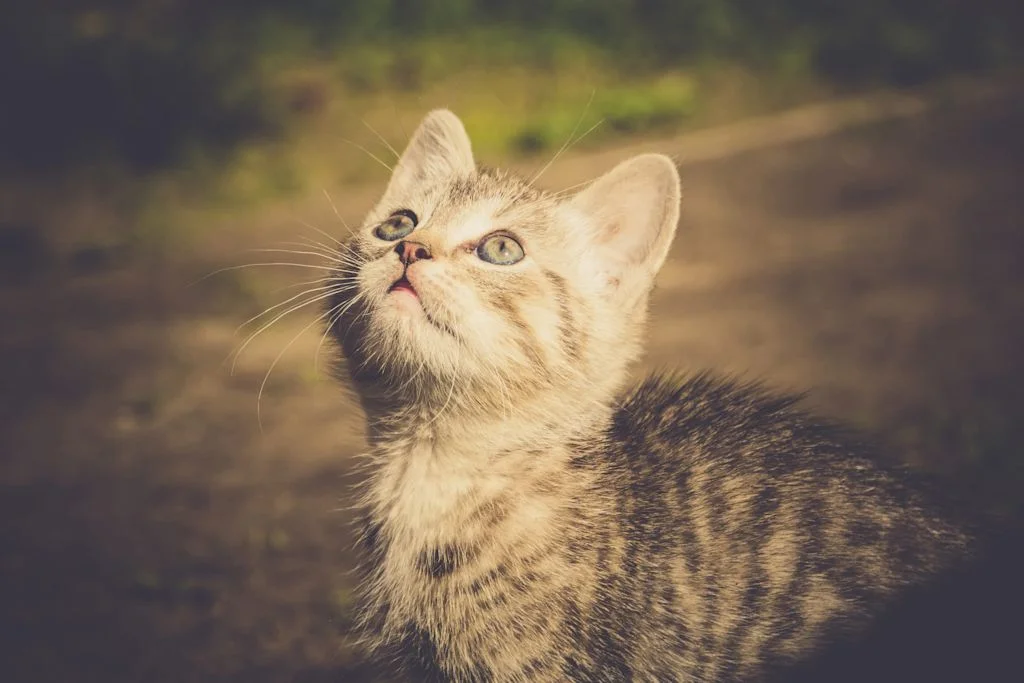 Chaton 2 mois