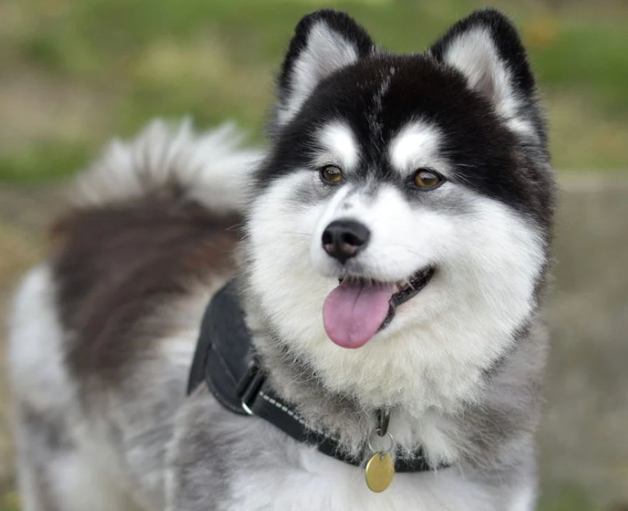Pomsky