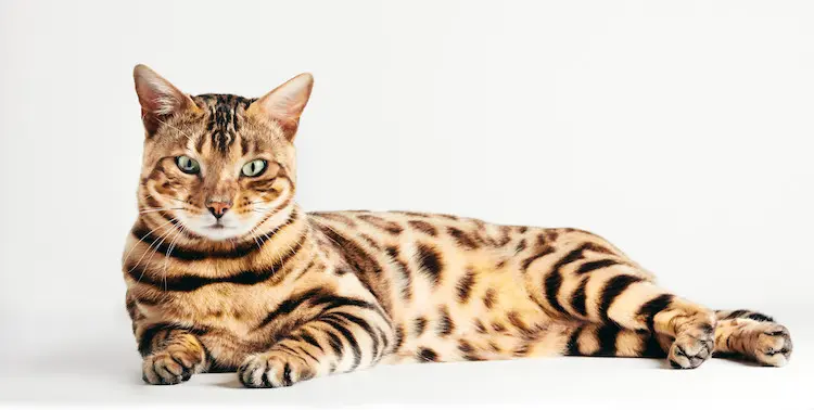 Chat Race Bengal