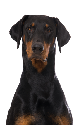 Dobermann Df1d0eb7 1950 4b00 A89e E15afe339f90