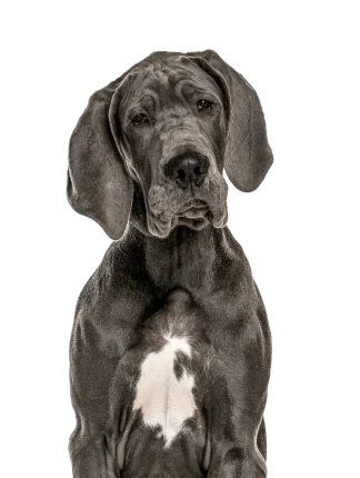 Dogue Allemand C4f6152f 50a9 4076 9f1c B157a8d3202f