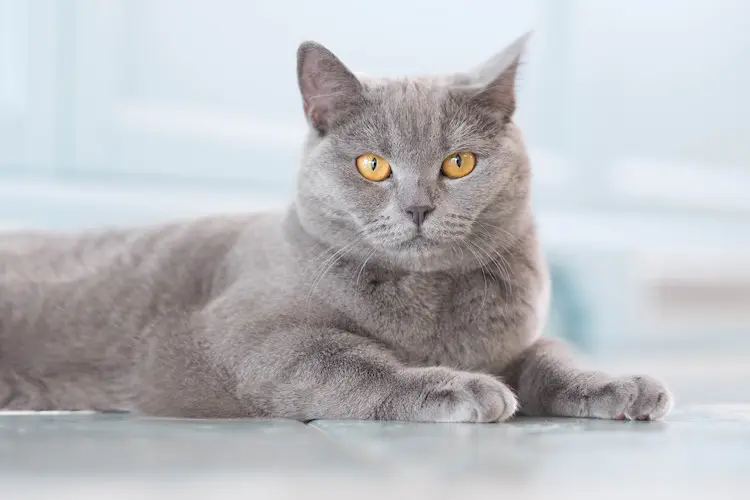 Fiche Race British Shorthair