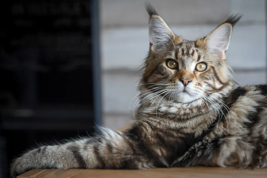 Fiches race de chats