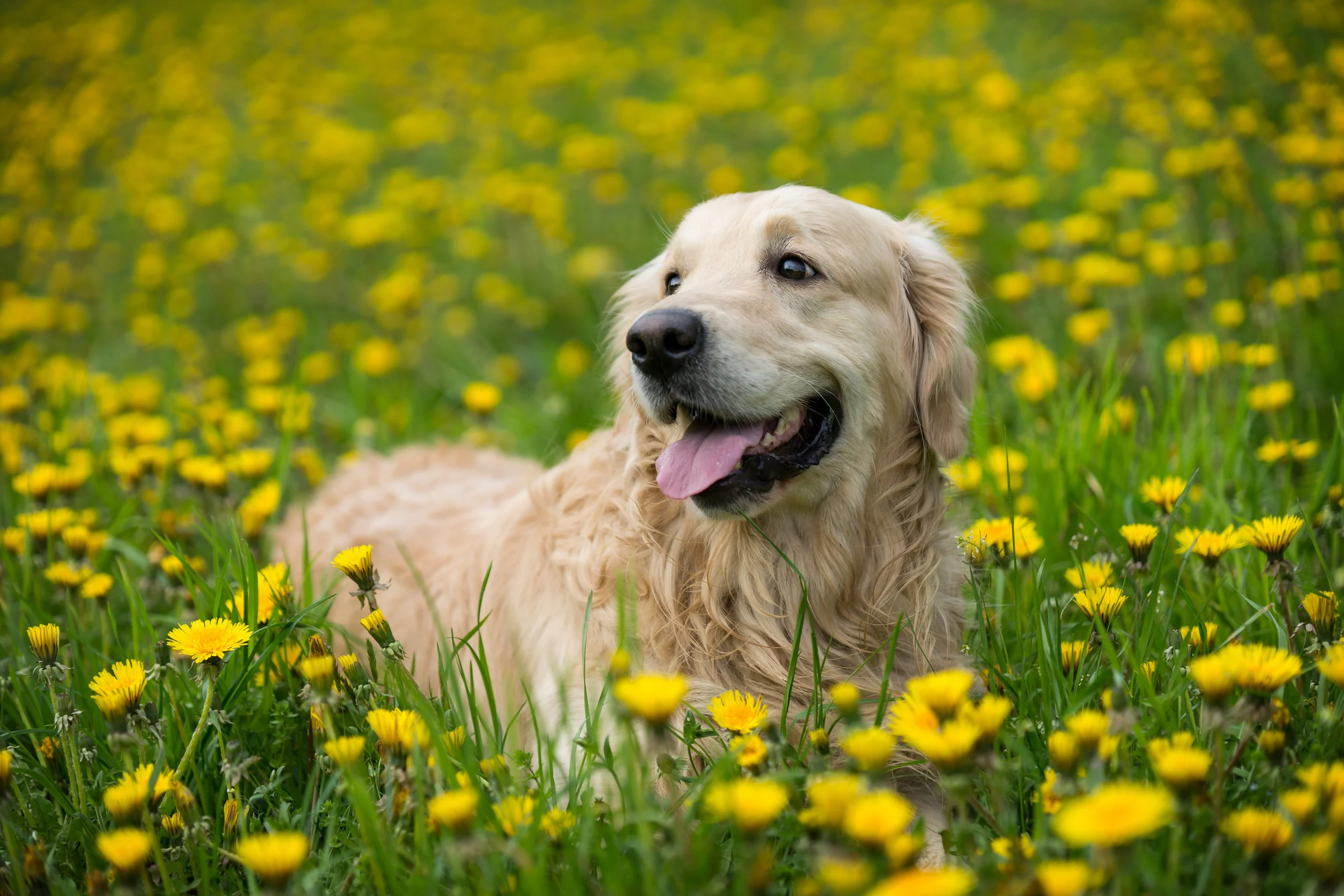 Actualités des chiens