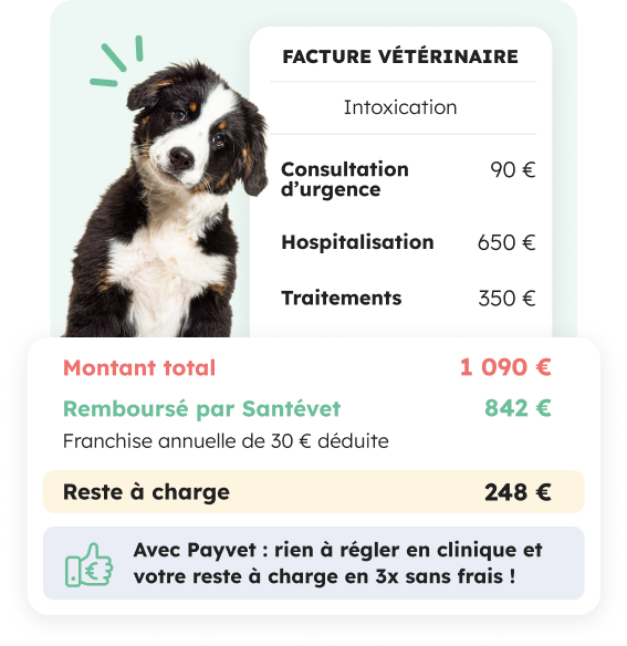 Visuel Facture B2b Chien concernant l'intoxication