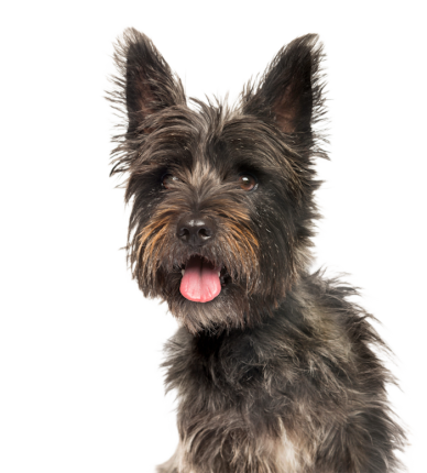 Cairn Terrier 201a9a0e Deb3 4048 B5e9 8d6b33406bc4