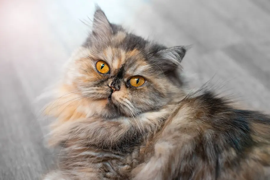 Actualité des chats