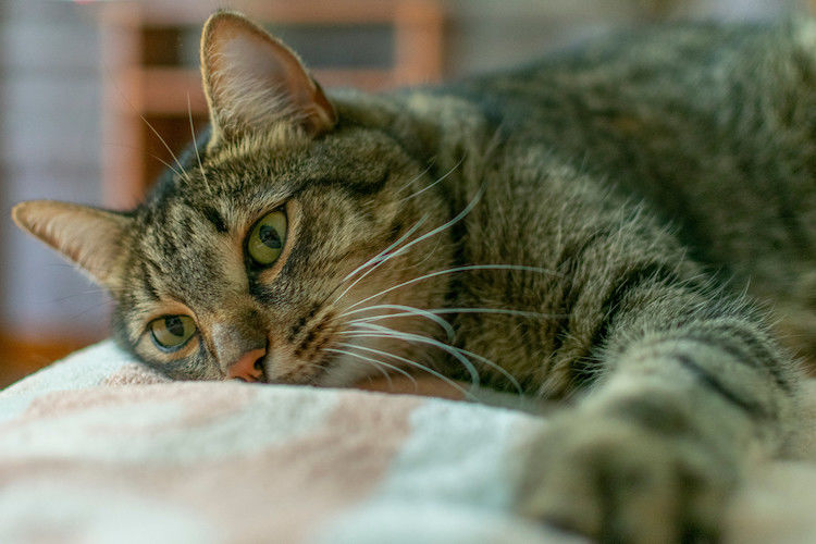 Chat qui saigne du nez : que faire ?