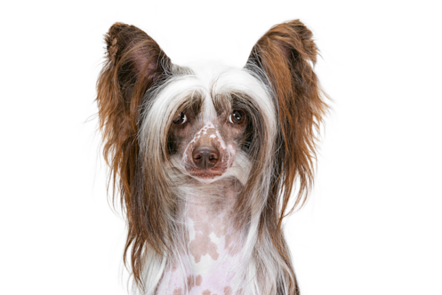 Chien Chinois Crete Ee598442 24be 4b1f 9e4b 80211b601b34