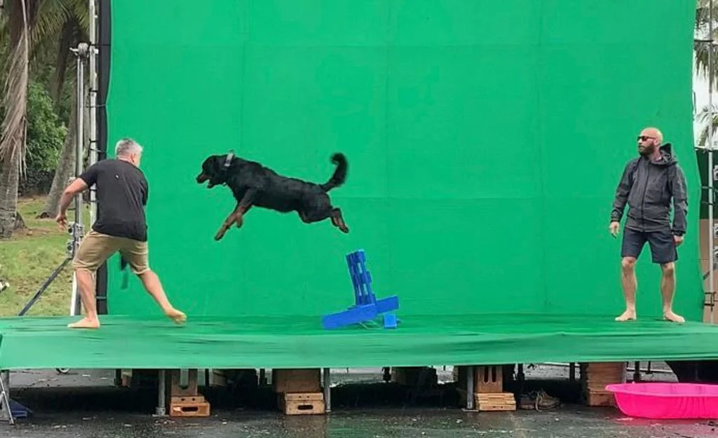 chien cinema