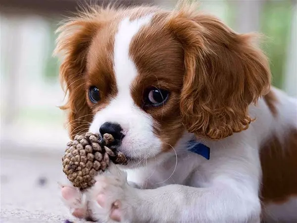 Fiches races de chiens