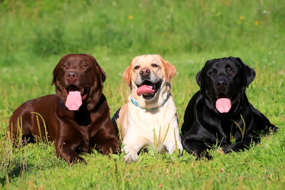 Labrador Assurance Santevet