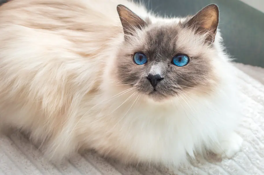 Sacré De Birmanie Birman Assurance Sant Vet