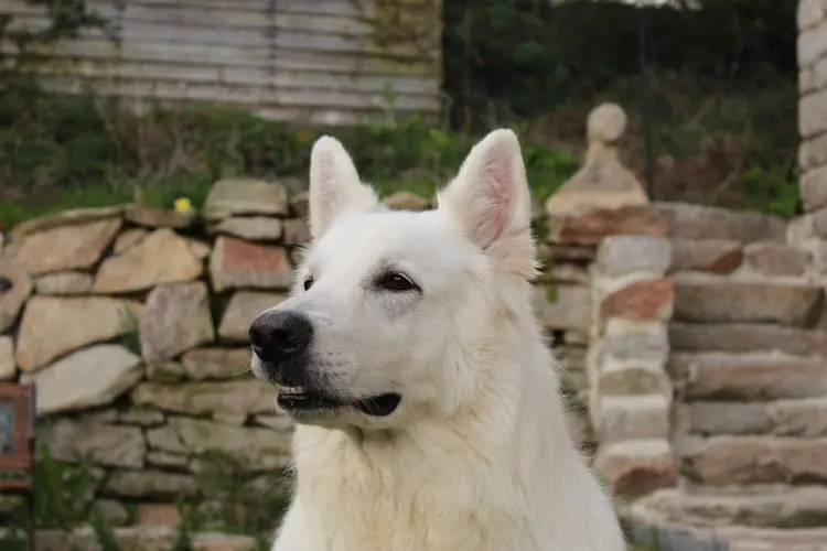 Berger blanc suisse