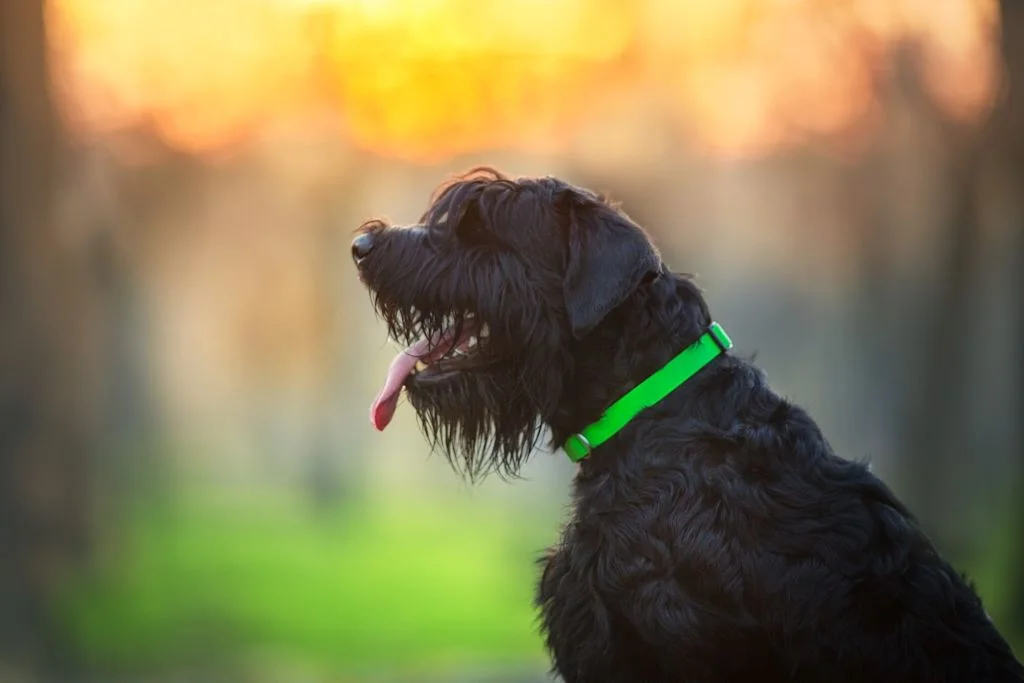 Chien g&eacute;ant