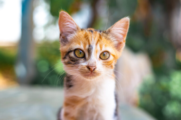 Comment reconnaître une otite chez le chaton ?