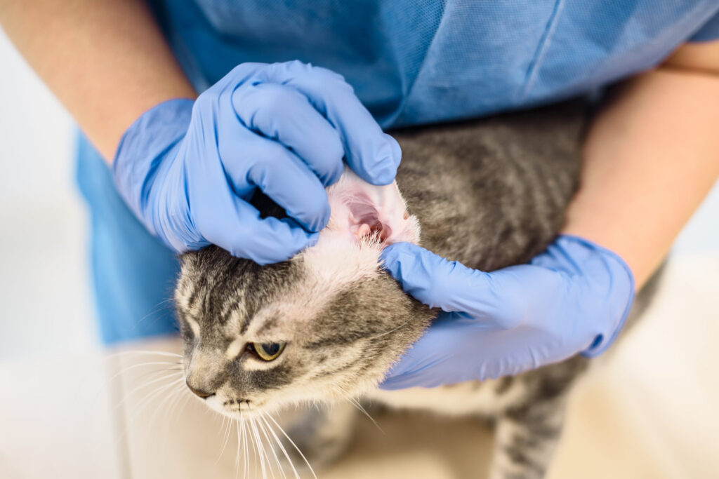 examen oreille veterinaire chat