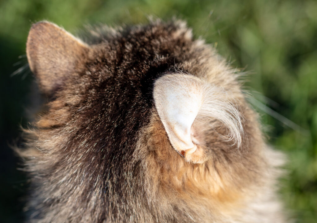 oreille chat retournee