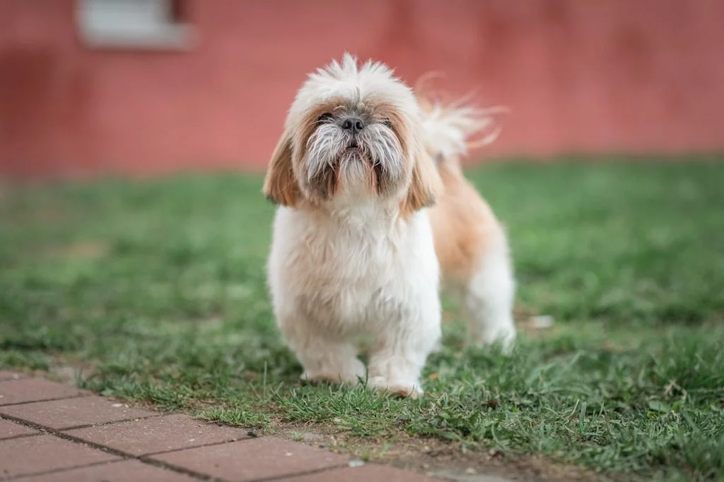 Shih Tzu