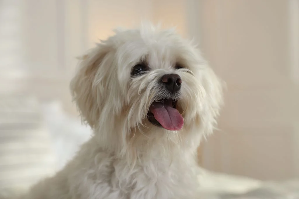 Bichon Maltais