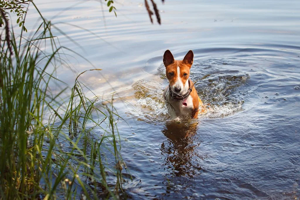 Basenji