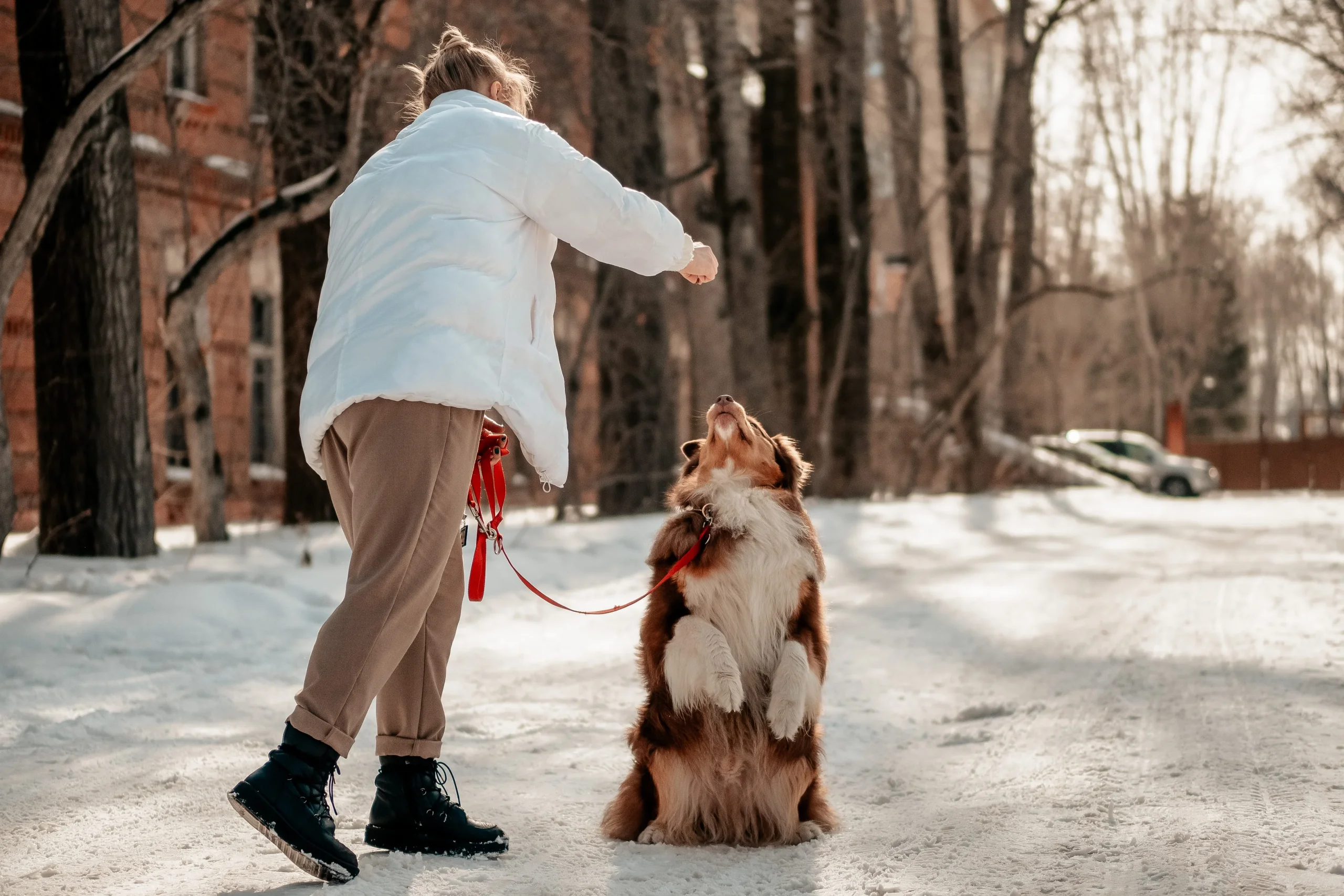 Éducation et comportement des chiens