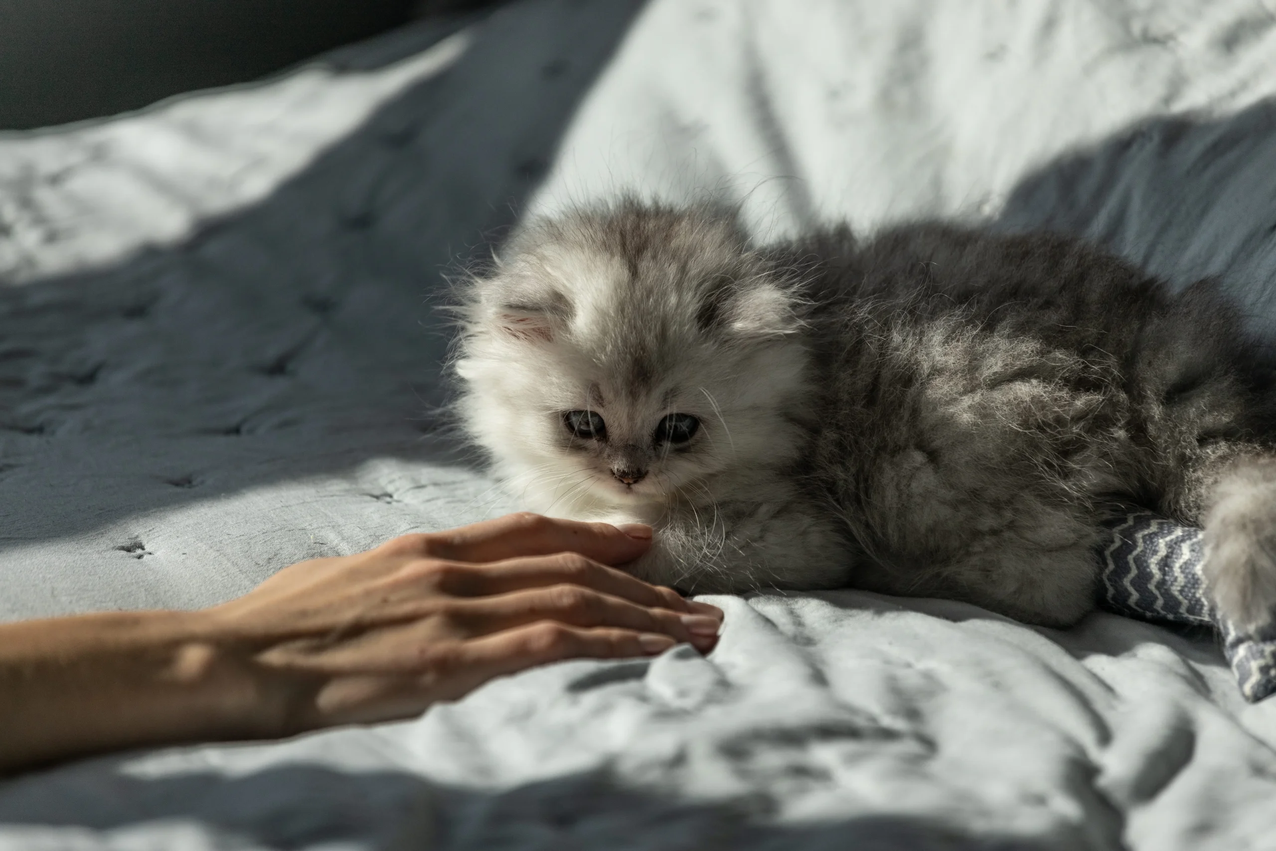 Soins et entretien des chats