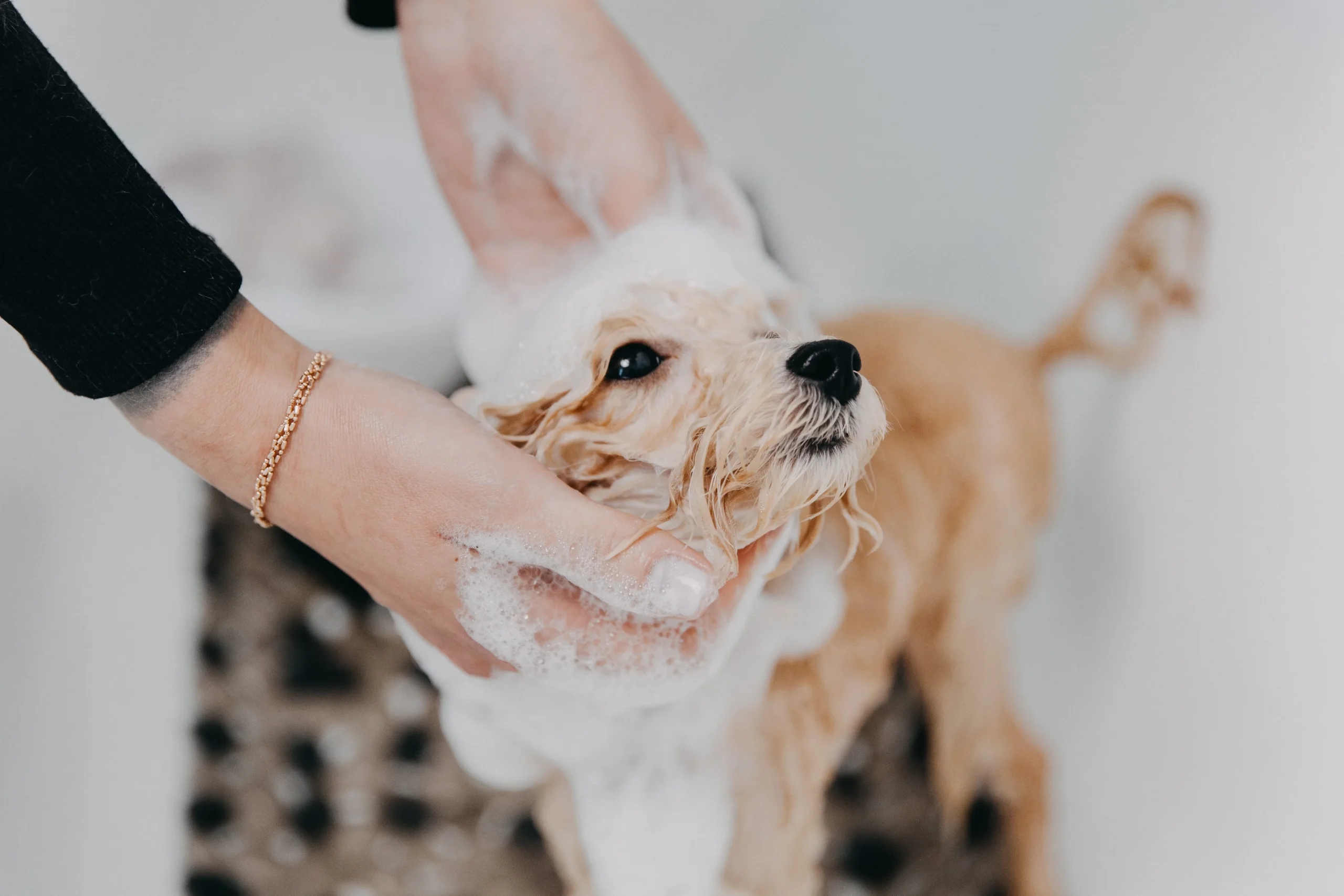 Soins et entretien des chiens