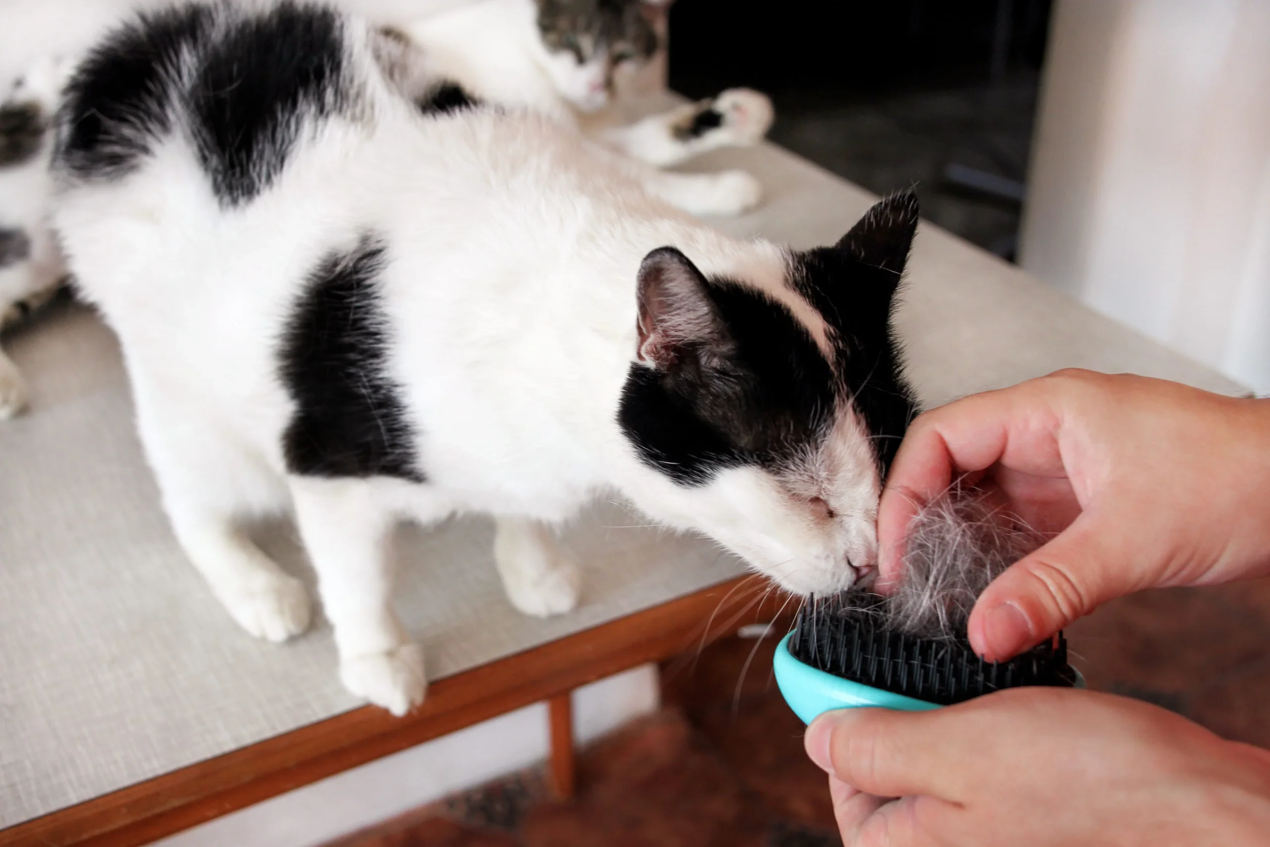 Alimentation des chats