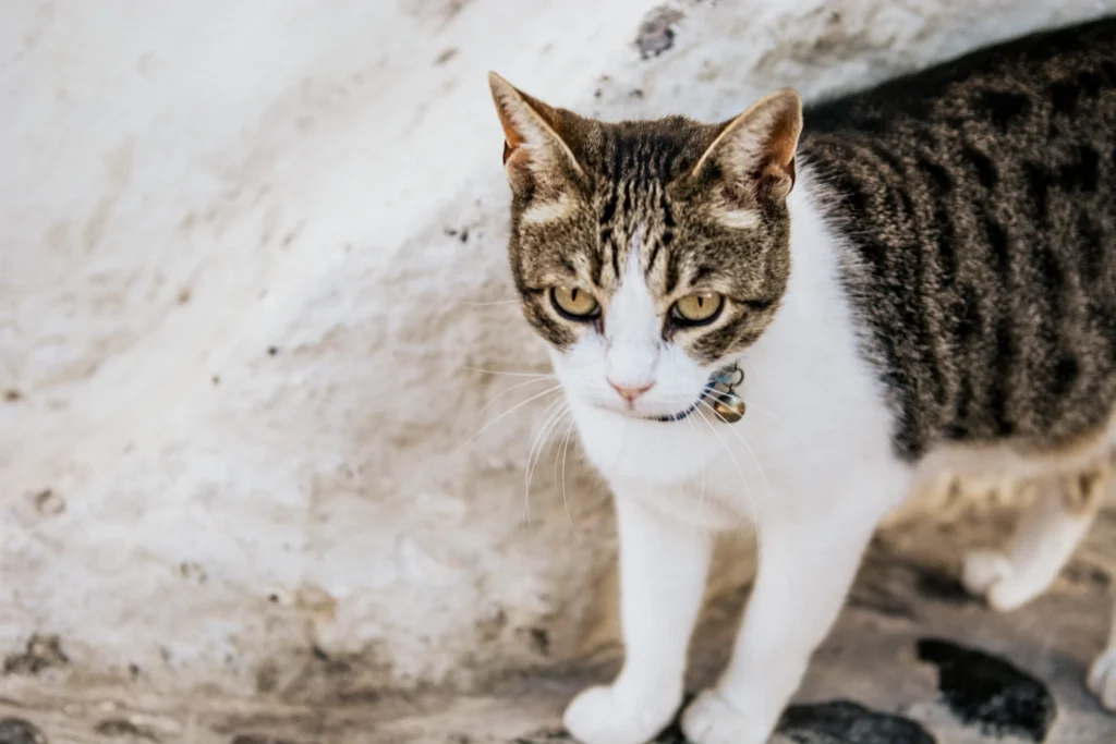 Pension pour chat : comment bien choisir son hébergement ?