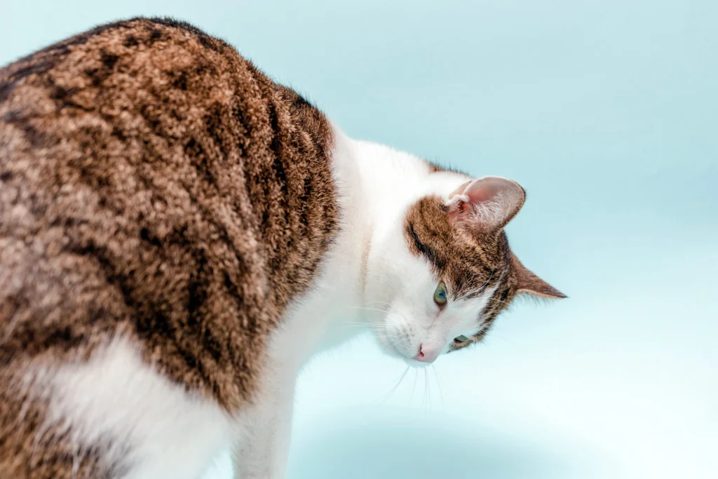chat constipe