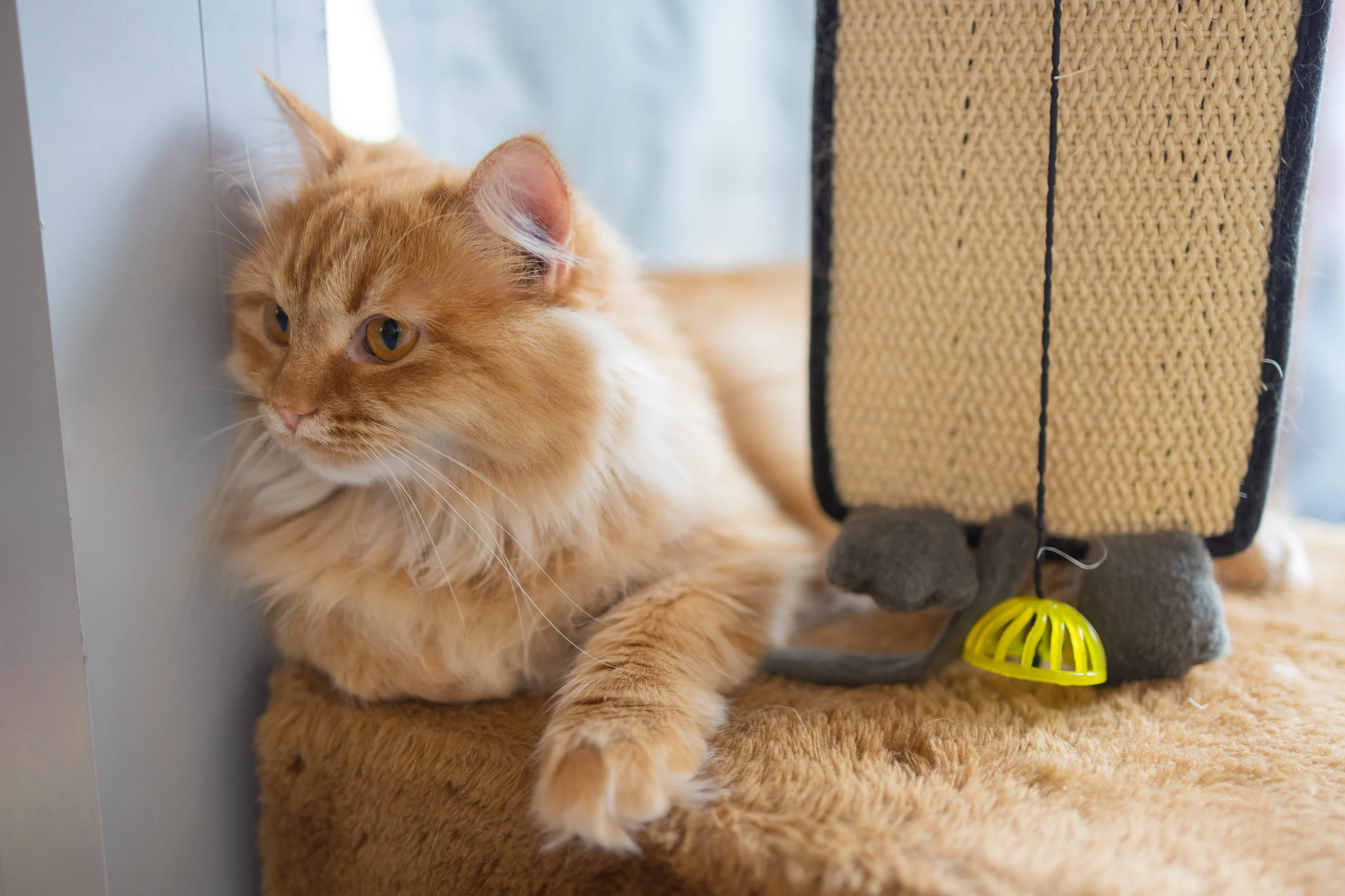 Chat en box