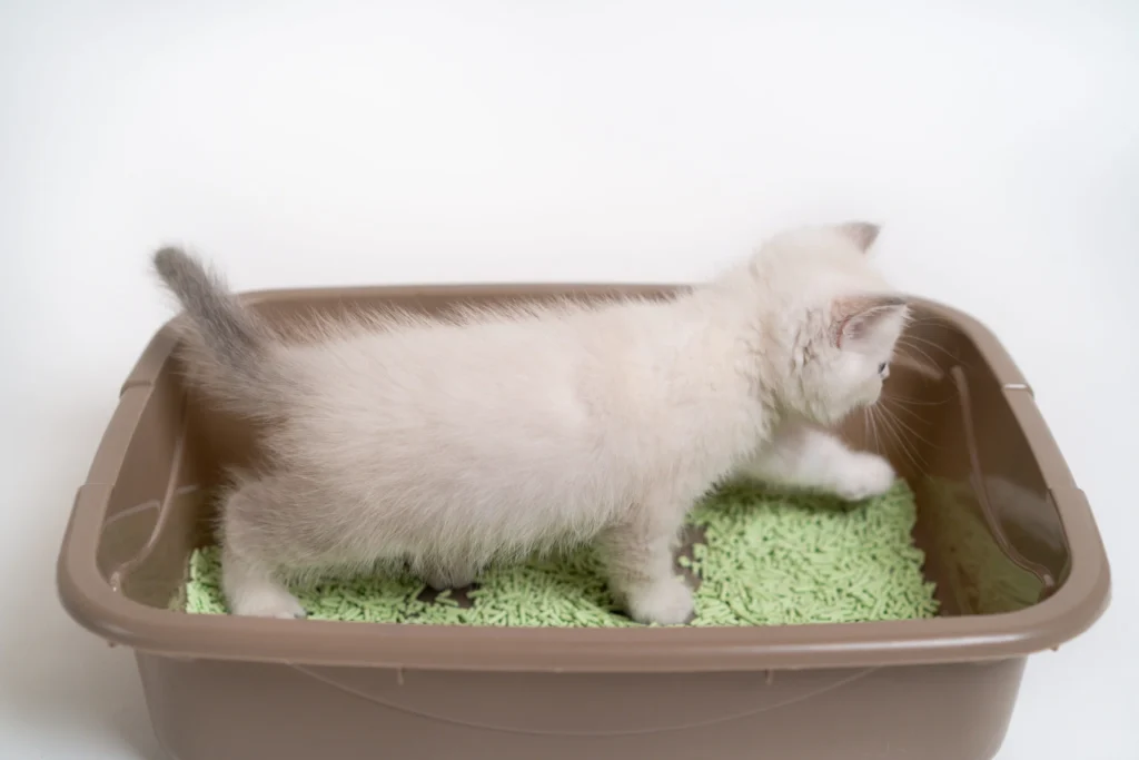 chat blanc litiere