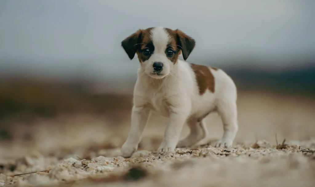 chiot blanc marron