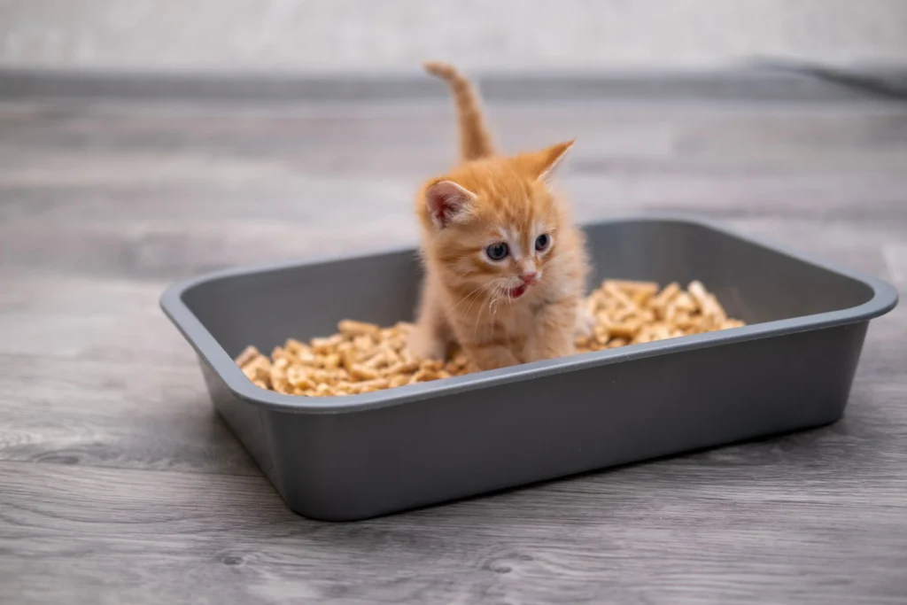 Constipation chez le chaton : causes et solutions