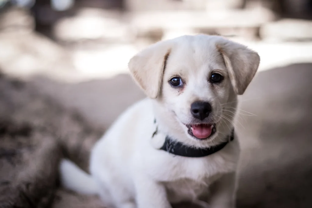 chiot labrador blanc
