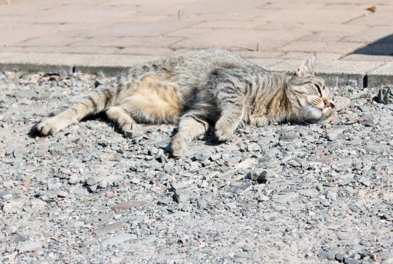 Comment protéger votre chat contre la canicule