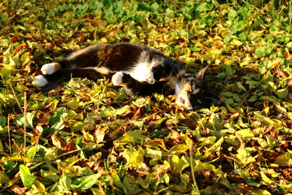 chat couché