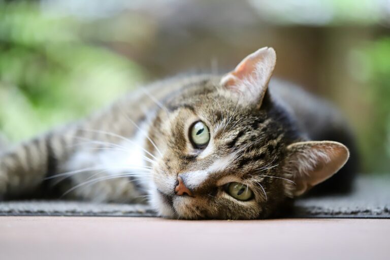 Comment nettoyer les yeux de votre chat ?