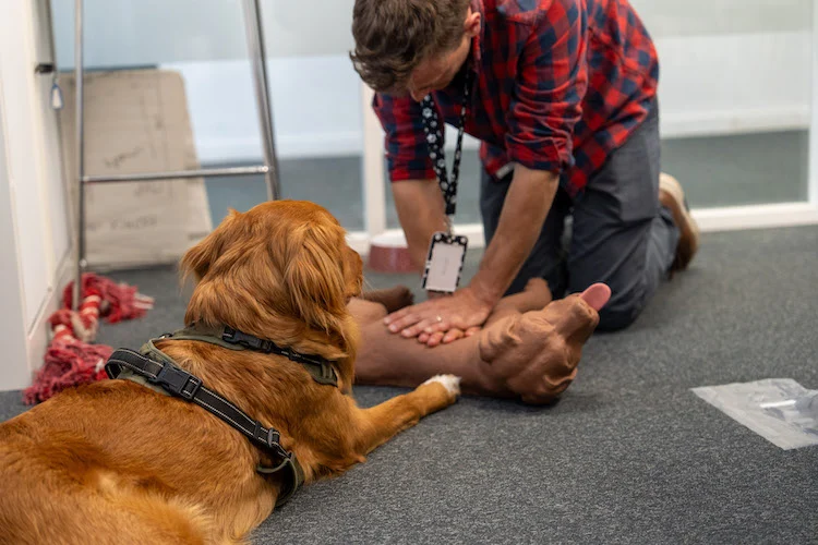 Premiers secours canins en entreprise : Santévet à l’initiative d’une formation inédite